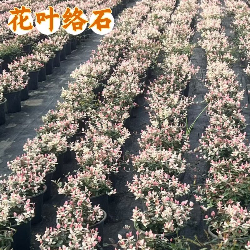 花叶络石四季五彩花卉盆栽彩络叶吊篮阳台爬藤苗绿植庭院植物垂吊,鲜花速递/花卉仿真/绿植园艺,藤本/攀援植物,淘宝优惠券,粉丝福利购,淘宝优惠卷