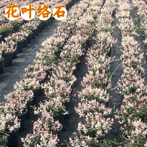 花叶络石四季彩叶阳台爬藤绿植