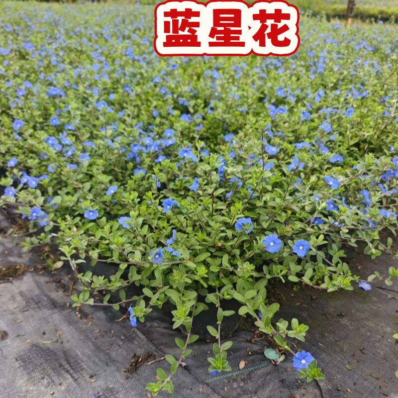 蓝星花盆栽大苗室内阳台多年生垂吊花卉喜阳耐晒开花好养植物花苗