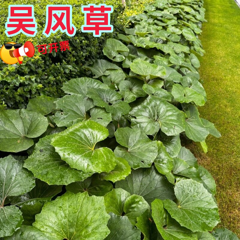 大吴风草苗盆栽植物耐寒耐热四季常青花镜设计庭院阳台绿植好养