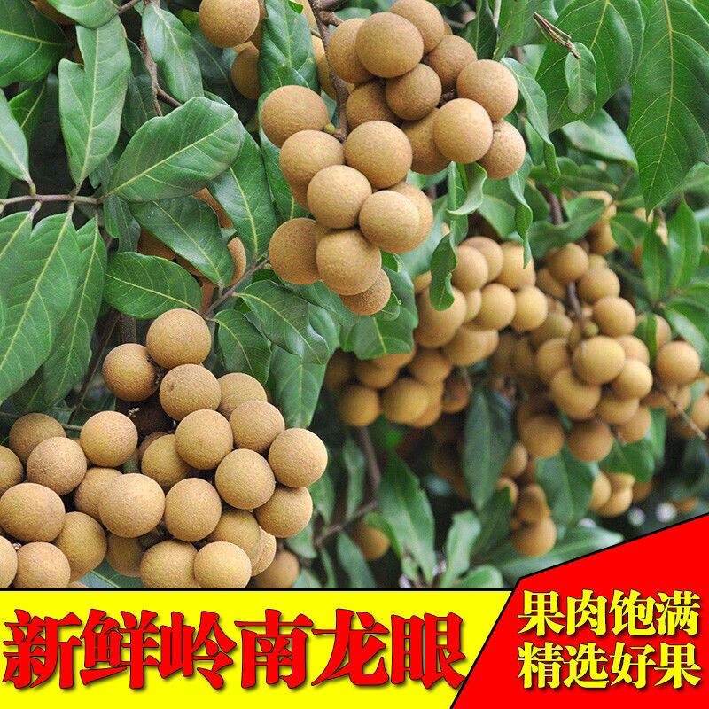【顺丰包邮】广东茂名石峡储良龙眼当季现摘冷藏箱包装现摘现发