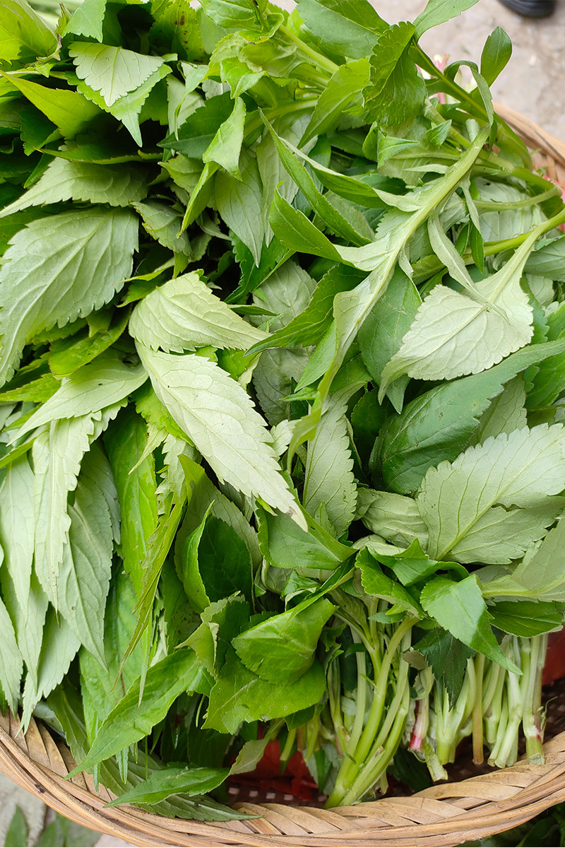 重庆山区乡村食用农产品野苦菜野菜苦斋婆苦丁菜酱败菜现摘野蔬菜