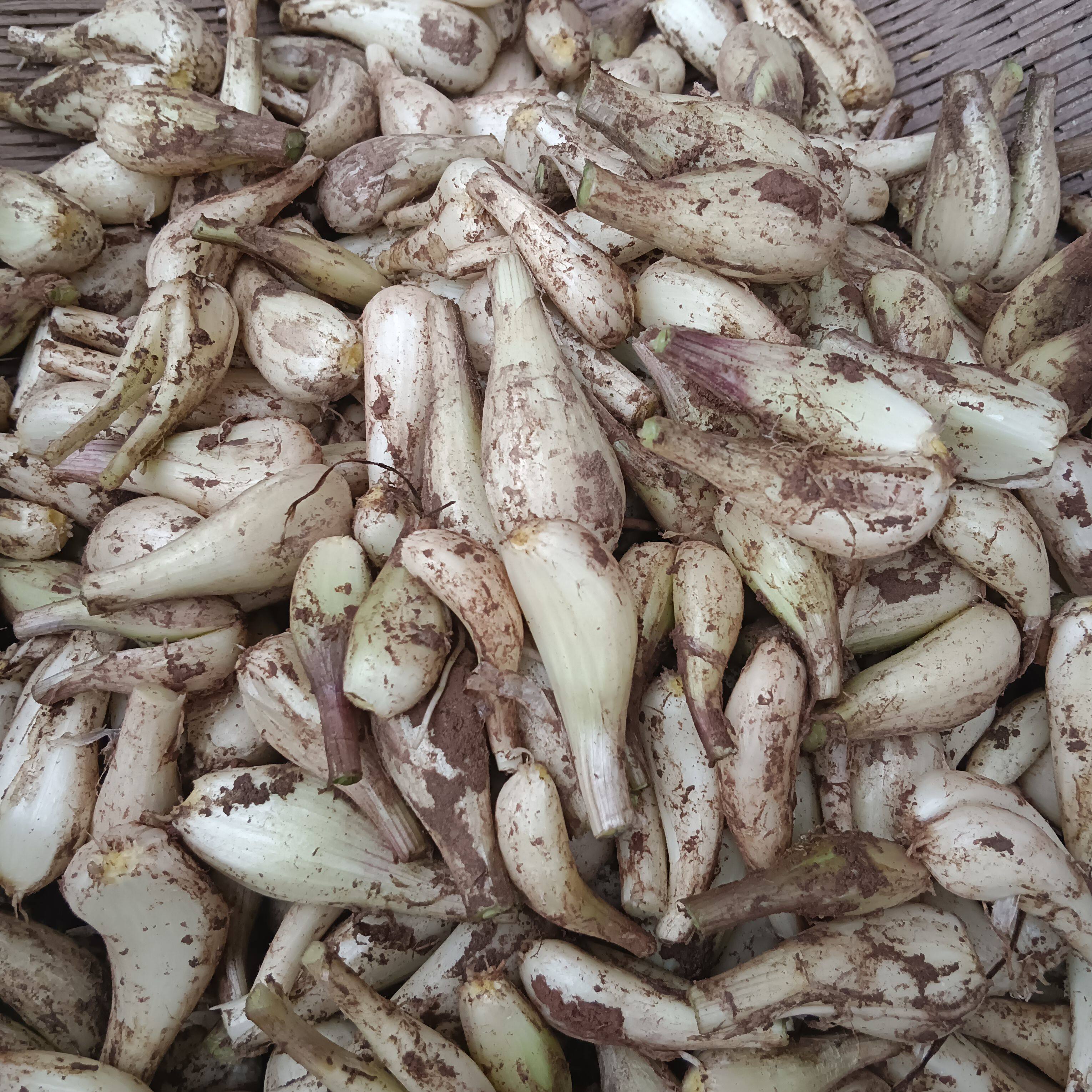 新鲜荞头现挖现发茭头藠头农家自种藠头下饭菜叫头泡菜藠头