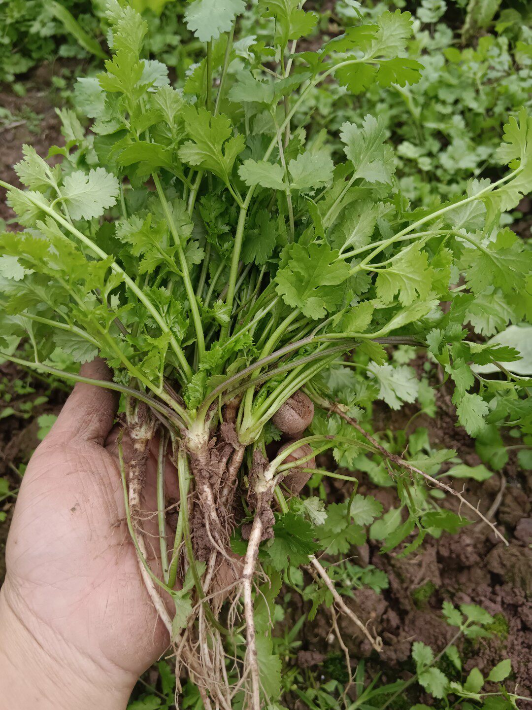农家山区乡卡卡乡村香料菜调味食用小香菜调味菜可凉拌煮烫菜调味