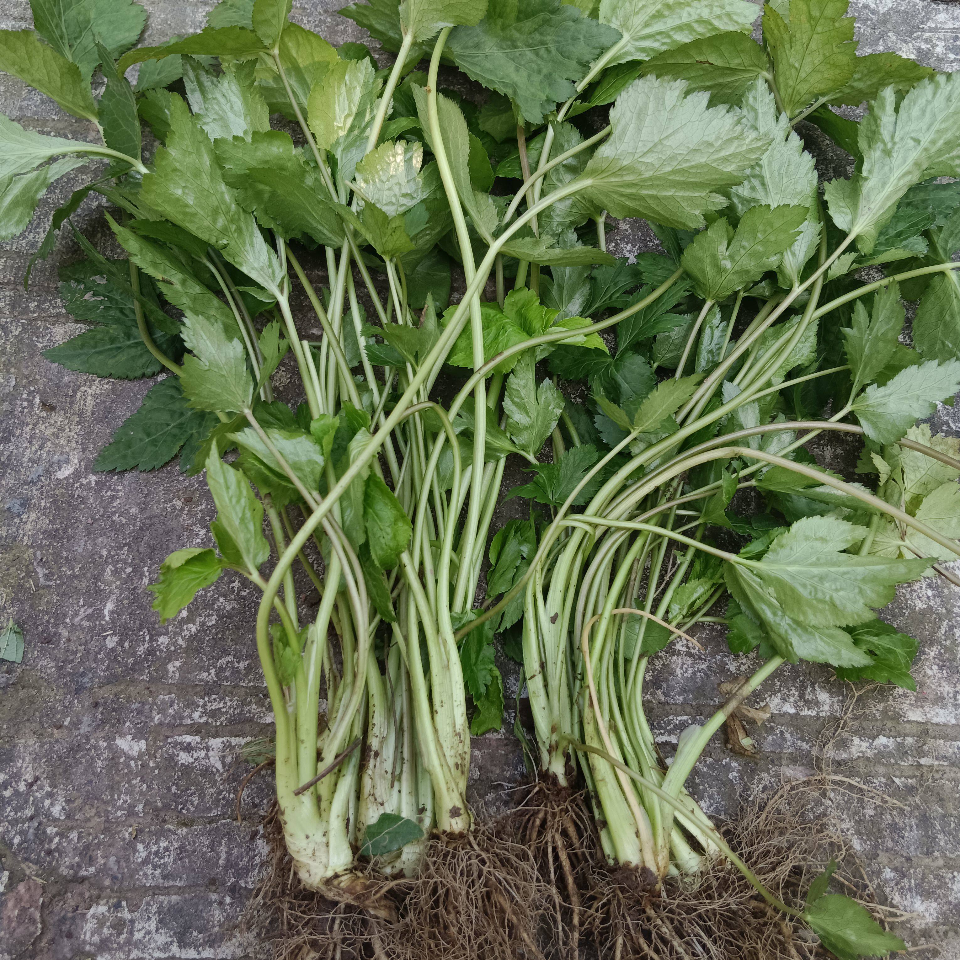 重庆新鲜鸭脚板草野芹菜旱芹菜鹅脚板菜农村当季野菜山里现摘现发