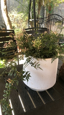 素馨花盆栽阳台庭院爬藤植物多年生藤本耐寒多花易养芳香花卉