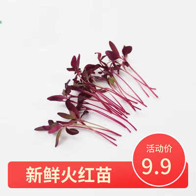 火红苗坏单包赔新鲜采摘