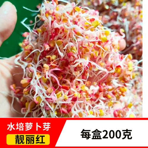 新鲜水培红萝卜紫萝卜芽凉拌菜摆盘装饰花草食用