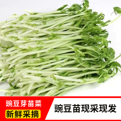 水培豌豆苗现采现发新鲜