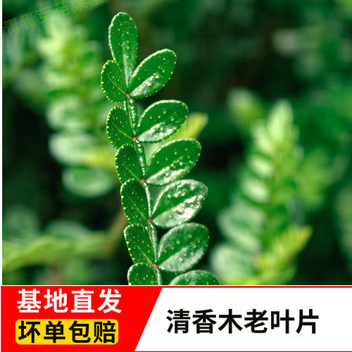 基地直发坏单包赔清香木