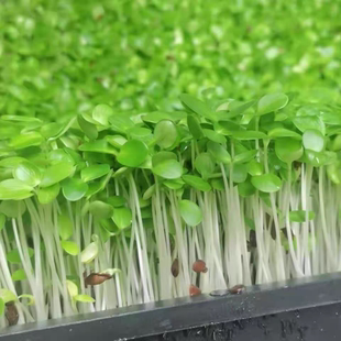 水培香椿芽苗新鲜芽苗菜现摘摆盘装饰优质新品香椿苗春芽嫩芽