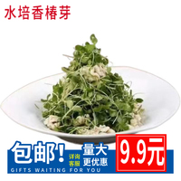 水培香椿芽 苗 新鲜芽苗菜 现摘 摆盘装饰优质新品新款