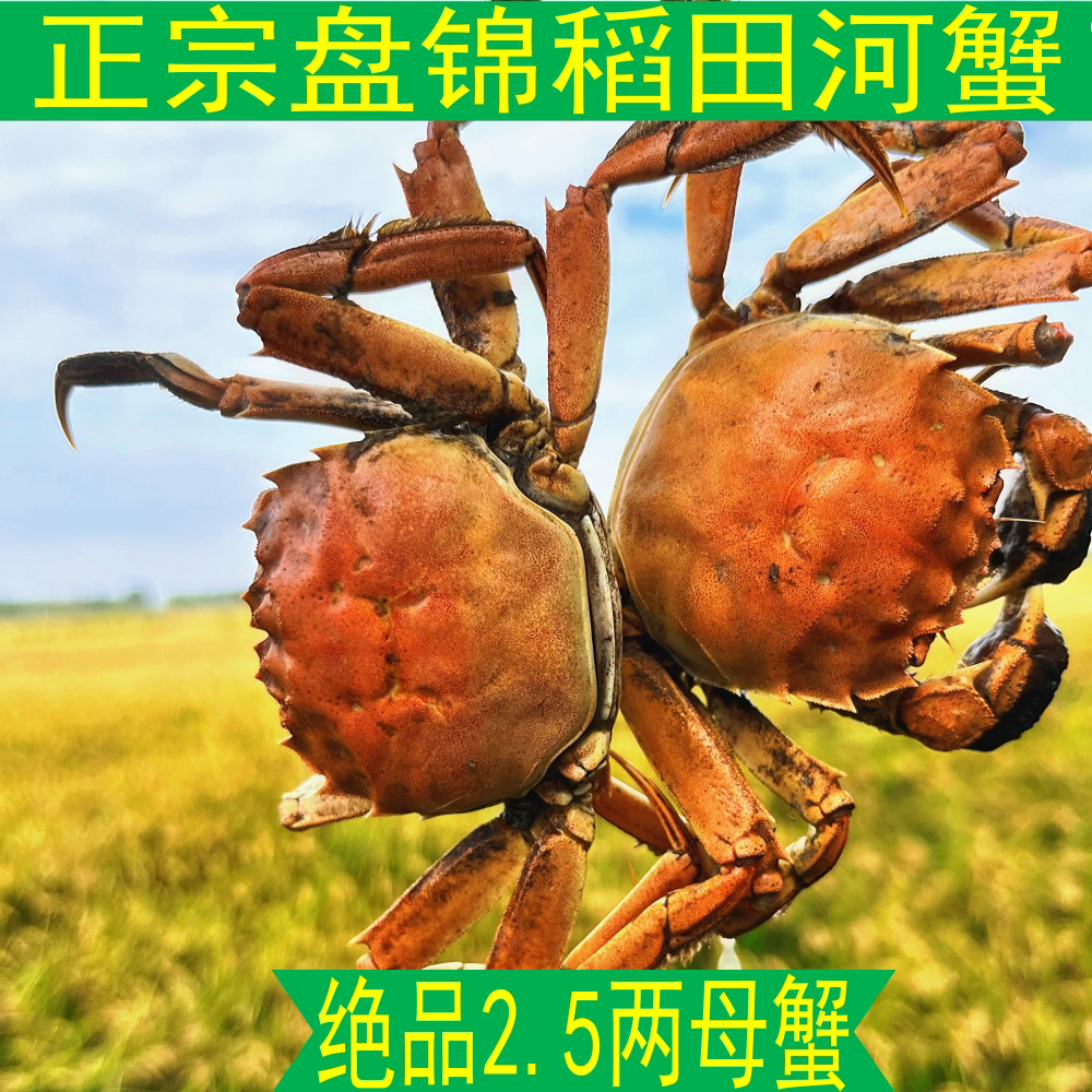 正宗盘锦河蟹全母精品大母蟹活蟹 现抓大闸蟹河蟹鲜活 盘锦稻田蟹