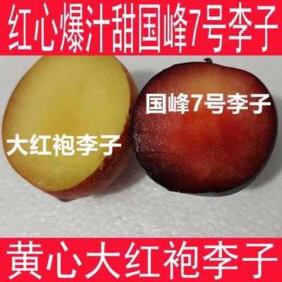 甘甜多汁红李新鲜贵妃红香妃李子