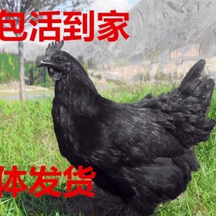散养绿壳蛋鸡 五黑鸡活体 五黑一绿母鸡 土鸡乌骨鸡乌鸡活鸡包活
