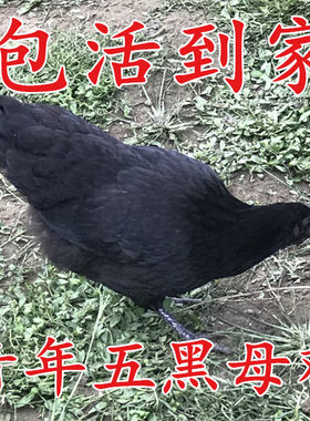散养绿壳蛋鸡散养绿壳蛋鸡