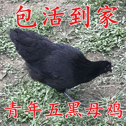 散养绿壳蛋鸡 五黑鸡活体 五黑一绿鸡土鸡乌骨鸡乌鸡活鸡包活到家
