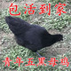 散养绿壳蛋鸡 五黑一绿鸡土鸡乌骨鸡乌鸡活鸡包活到家 五黑鸡活体