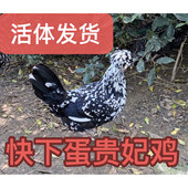 芦花鸡五黑鸡 月子贵妃母鸡 包活到家 散养土鸡 快下蛋贵妃鸡活体