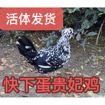快下蛋贵妃鸡活体 散养土鸡 月子贵妃母鸡 芦花鸡五黑鸡 包活到家