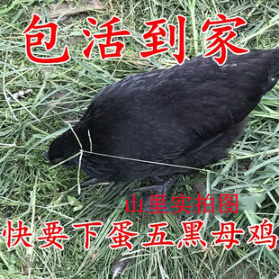 快下蛋绿壳蛋鸡 五黑母鸡活体 五黑一绿鸡土鸡乌骨鸡乌鸡包活到家