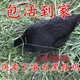 快下蛋绿壳蛋鸡 五黑一绿鸡土鸡乌骨鸡乌鸡包活到家 五黑母鸡活体
