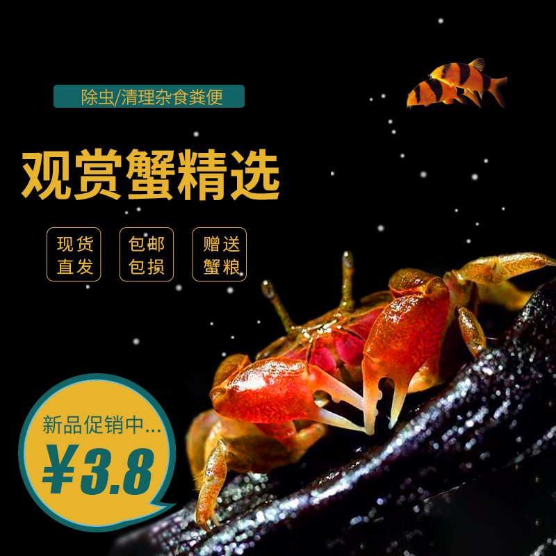 辣椒蟹小螃蟹汇峰促销