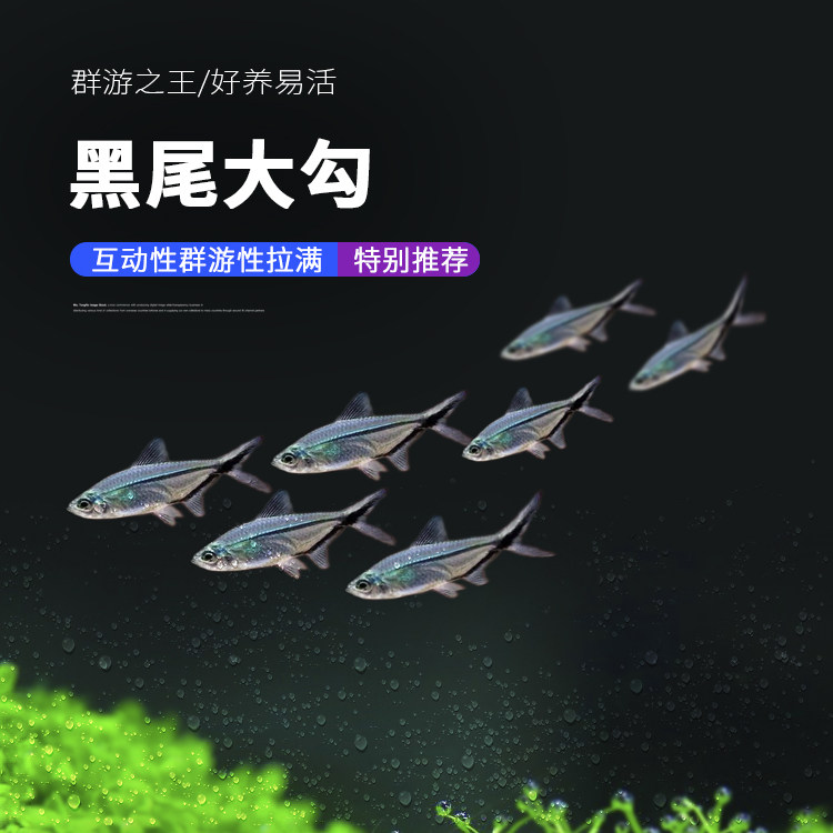 黑尾大勾批发群游鱼淡水灯科鱼好养耐活自来水小型活体热带观赏鱼