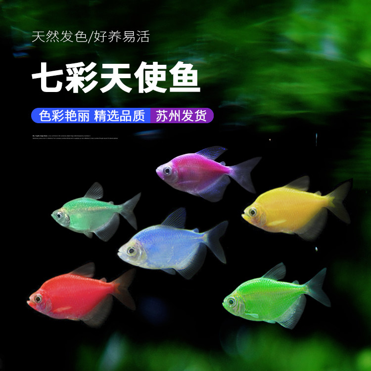 七彩天使鱼小型观赏鱼耐活混养宠物鱼小型鱼活体多彩透明鳍热带鱼