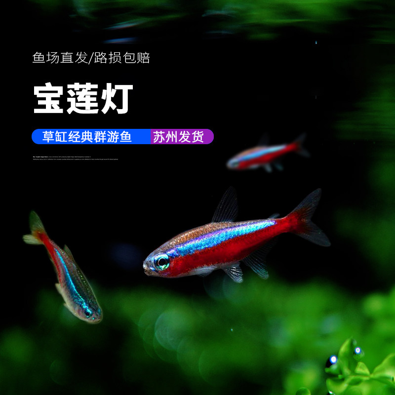 宝莲灯灯笼鱼小型鱼苗红绿灯宠物淡水鱼钻石灯群游鱼宝莲灯包活体