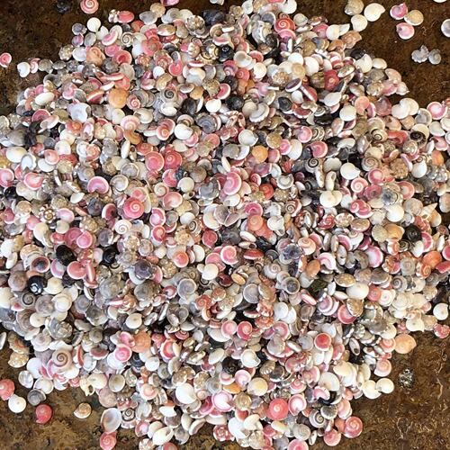 彩虹蜗牛壳迷你小海螺漂流瓶材料