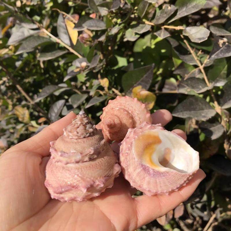 天然贝壳海螺粉色塔螺彩色寄居蟹替换壳房子鱼缸水族造景装饰道具