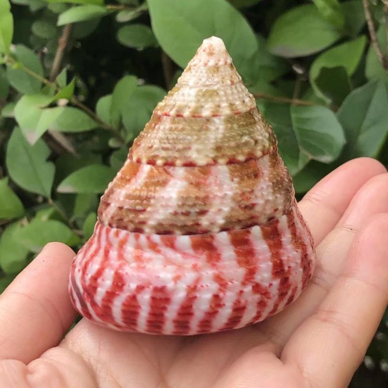 天然贝壳海螺红斑钟塔