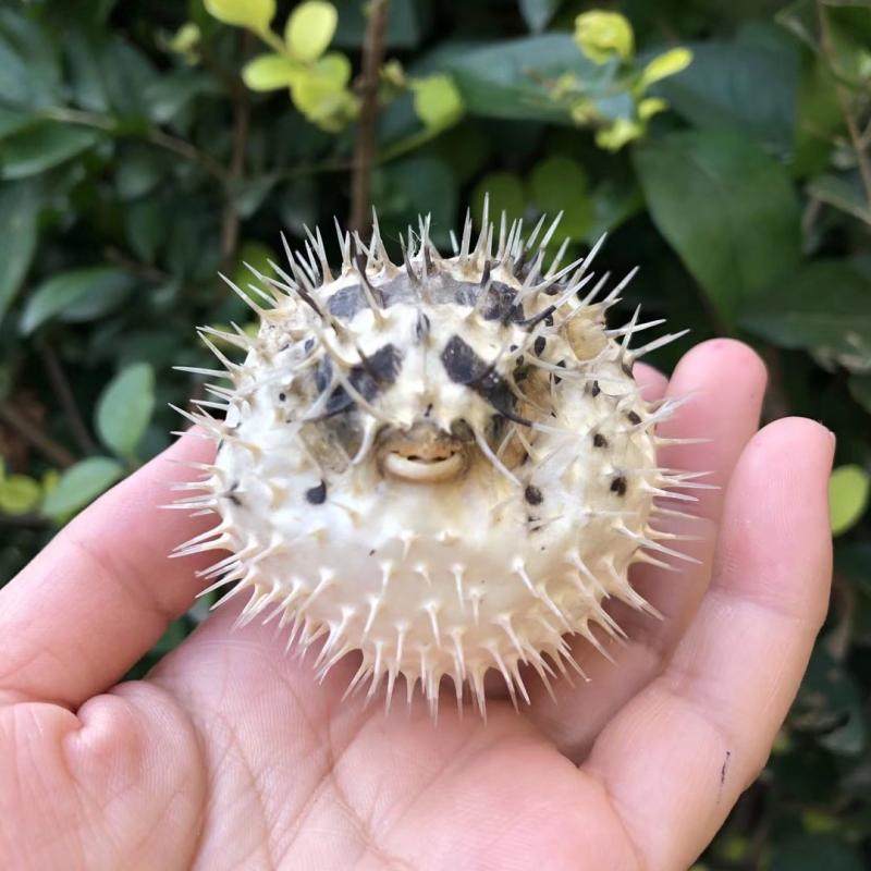 包邮刺鱼海螺收藏贝壳标本天然海洋生物家居河豚鱼摆件造景道具大