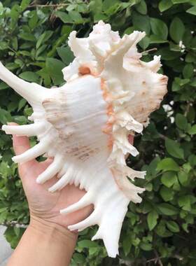 天然菊花螺白千手螺地中海贝壳