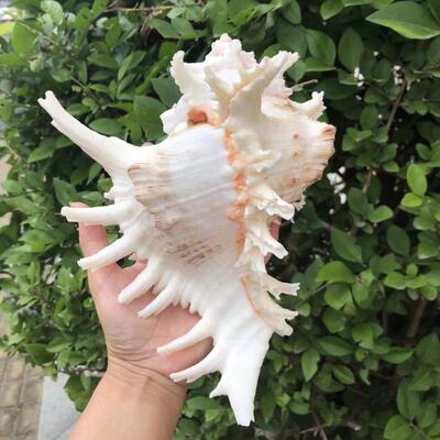 天然菊花螺白千手螺地中海贝壳