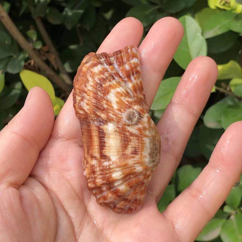 天然贝壳海螺花纹扇贝鱼缸水族造景家居墙贴地台婚庆装饰画摆件