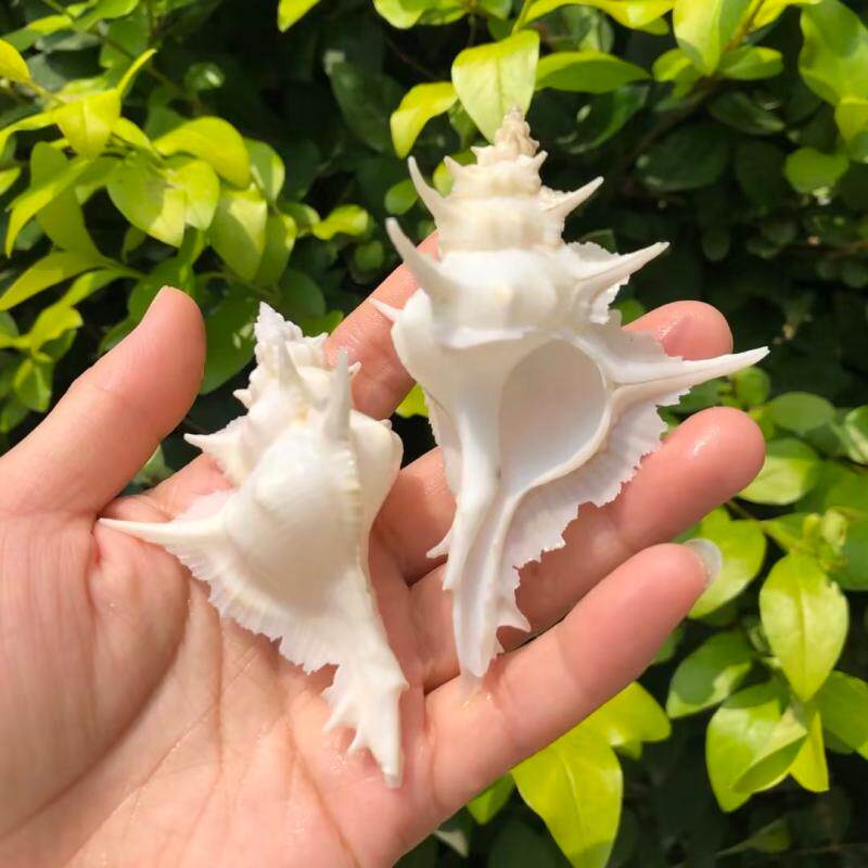 天然贝壳海螺白色海螺岩石芭蕉螺千手螺鱼缸水族造景寄居蟹替换壳