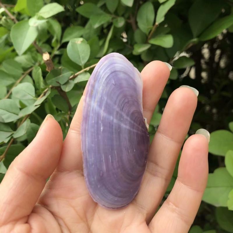 贝壳海螺天然紫色扇形贝