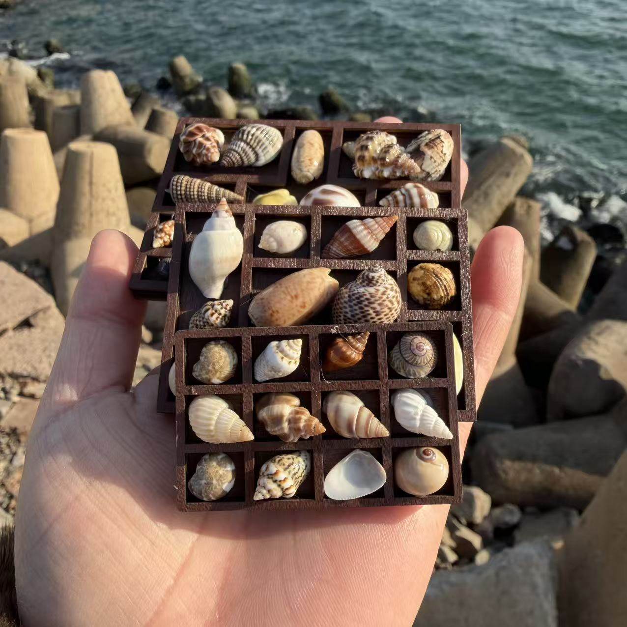 天然贝壳海螺迷你微缩标本盒手工复古创意木格相框冰箱贴礼物成品,家居饰品,海螺/贝壳/珊瑚,淘宝优惠券,粉丝福利购,淘宝优惠卷