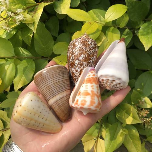 海螺贝壳芋螺大理石芋