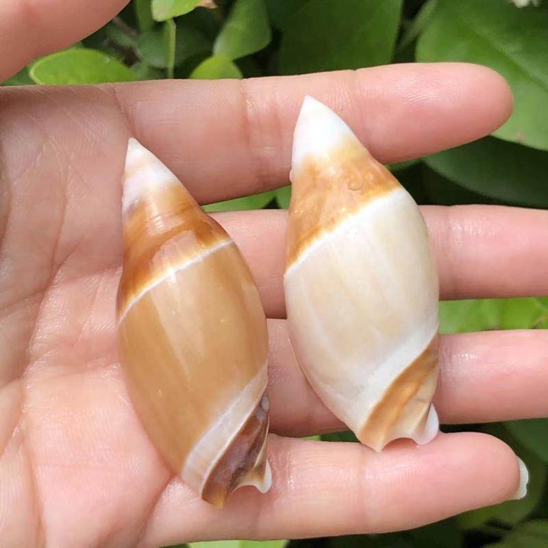 弹头螺天然贝壳海螺标本螺鱼缸水族造景装饰家居摆件寄居蟹替换壳