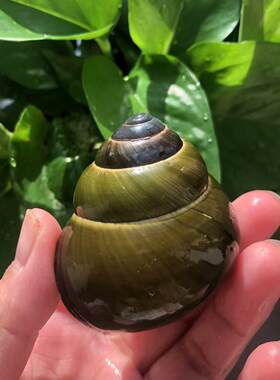 贝壳海螺绿色蜗牛壳寄居蟹替换壳