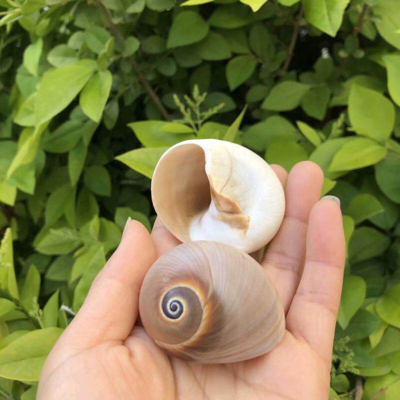 天然海螺贝壳蜗牛螺香螺壳卷贝鱼寄居蟹替换壳鱼缸水族造景装饰大