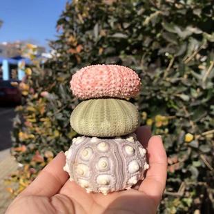 包邮天然贝壳海螺海胆壳创意diy地中海装饰地台空气凤梨多肉花盆