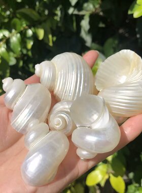 天然海螺贝壳去皮银口螺