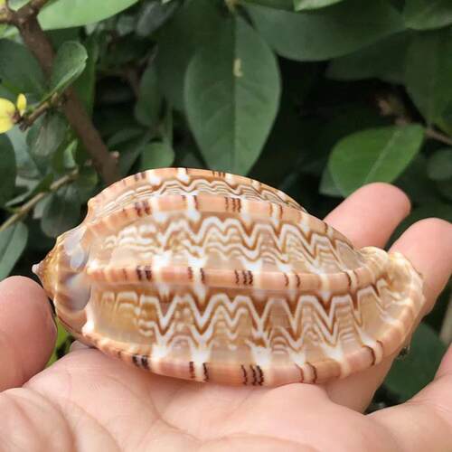 天然海螺贝壳琵琶螺杨