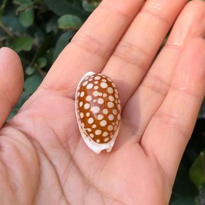 天然海螺贝壳花鹿宝螺鱼缸装饰