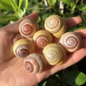 蓝雨蜗牛天然贝壳海螺黄色蜗牛壳鱼缸水族造景装 饰品寄居蟹替换壳