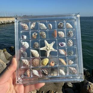 天然迷你小海螺贝壳海星高透亚克力收纳盒材料微贝沙标本海边礼物